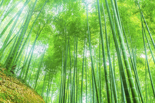 竹子竹林