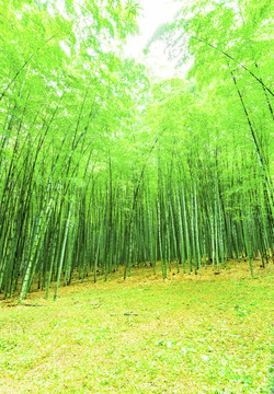 竹子竹林