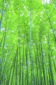 竹子竹林