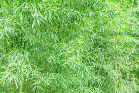 竹子竹林