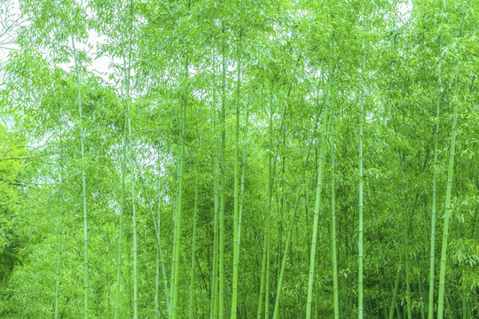 竹子竹林