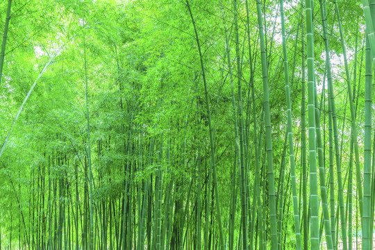 竹子竹林