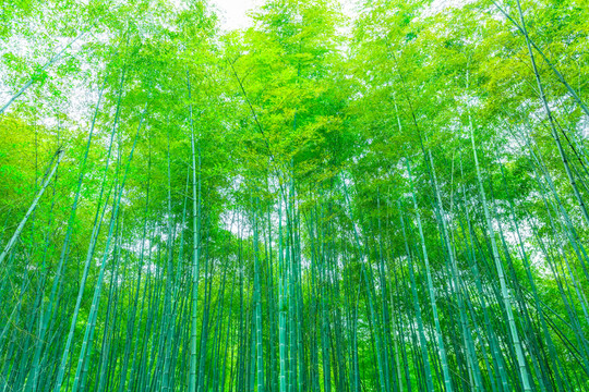 竹子竹林