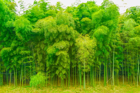 竹子竹林