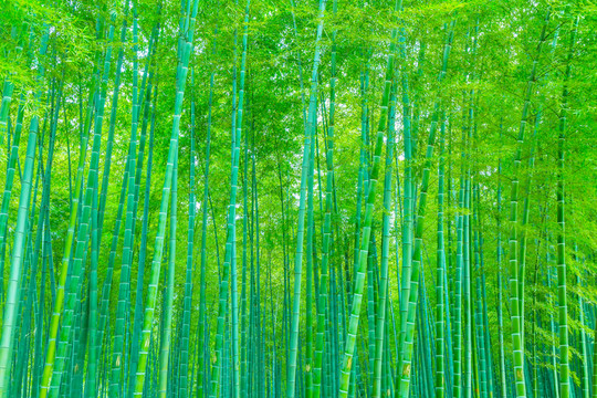 竹子竹林