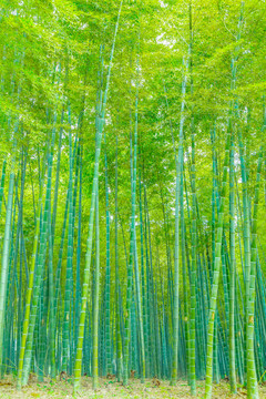 竹子竹林