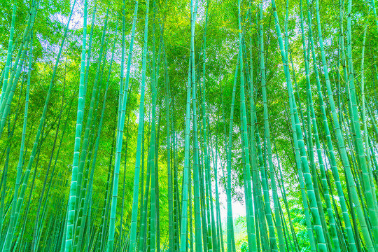 竹子竹林