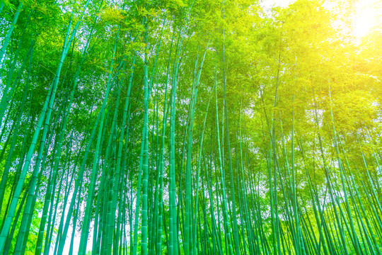竹子竹林