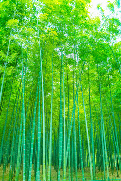 竹子竹林
