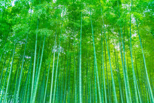 竹子竹林