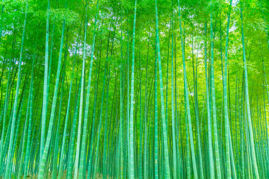 竹子竹林