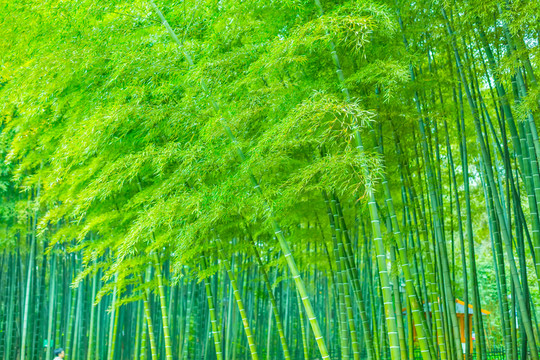竹子竹林