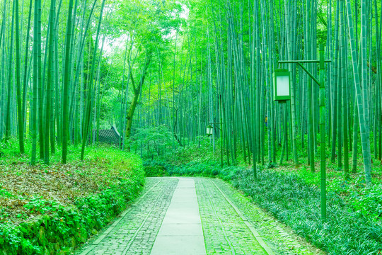 竹子竹林