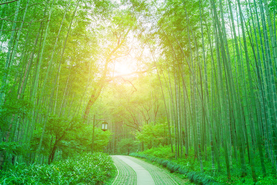 竹子竹林
