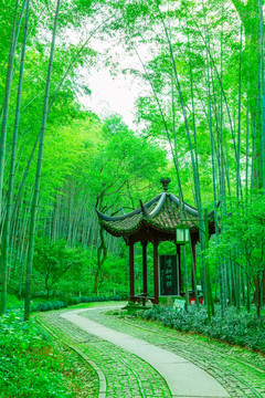 竹子竹林