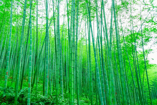 竹子竹林