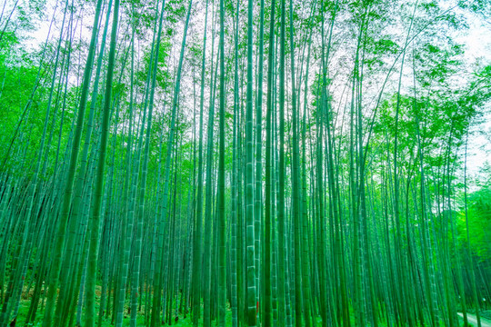 竹子竹林