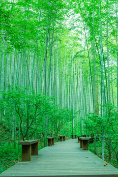 竹子竹林