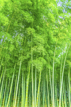 竹子竹林