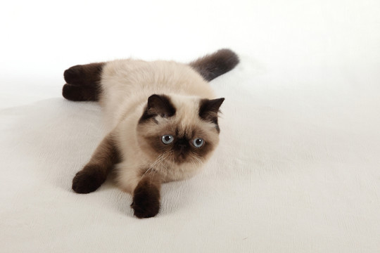 可愛的小貓