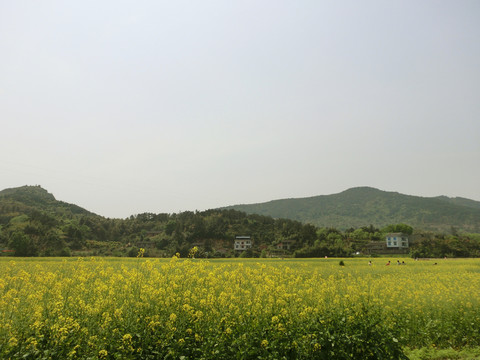 油菜花