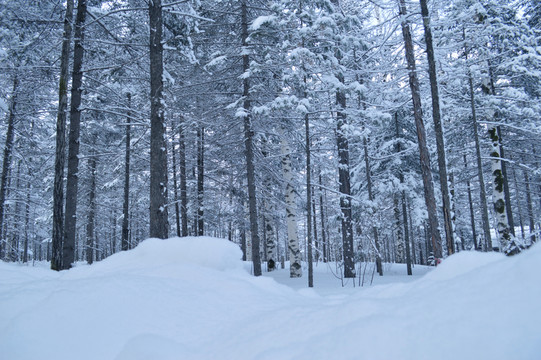 森林雪景