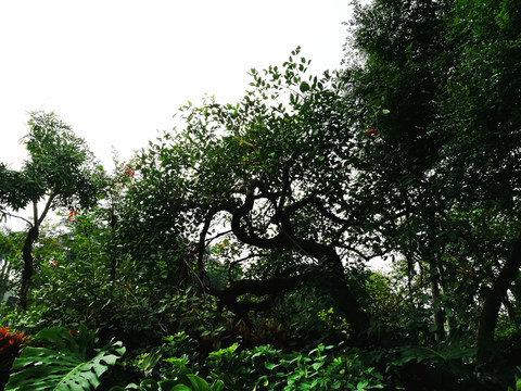 深圳中山公園綠色植物