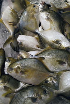冰鮮白鯧魚