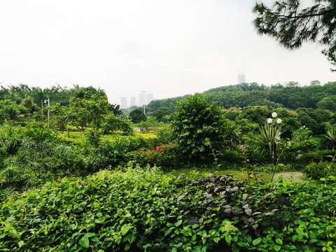 深圳中山公園綠化區(qū)