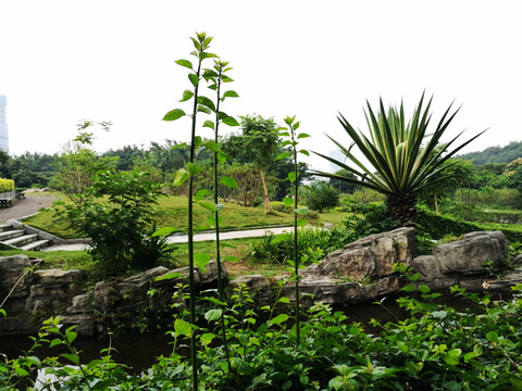 深圳中山公園景觀園林