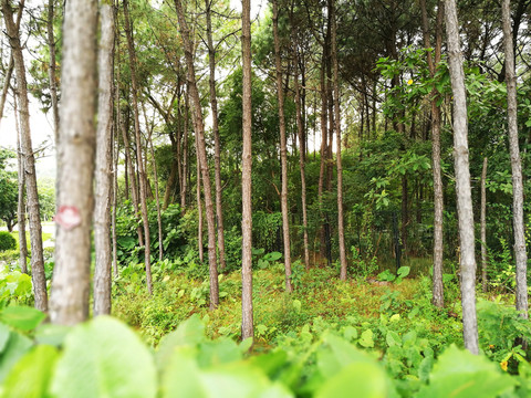 深圳中山公園林區(qū)
