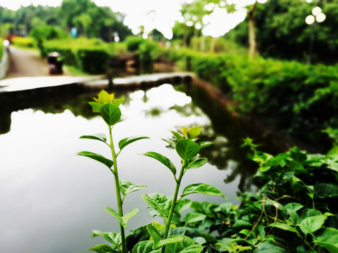 深圳中山公園風景