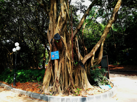 深圳中山公園榕樹