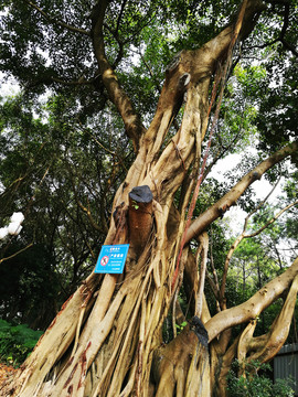 深圳中山公園大榕樹(shù)