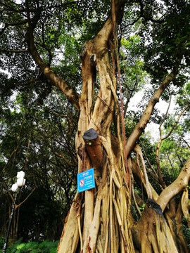 深圳中山公園榕樹