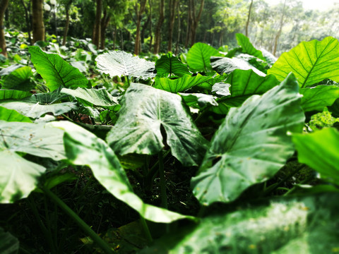 深圳中山公園綠色植物