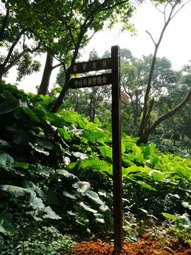 深圳中山公園路牌