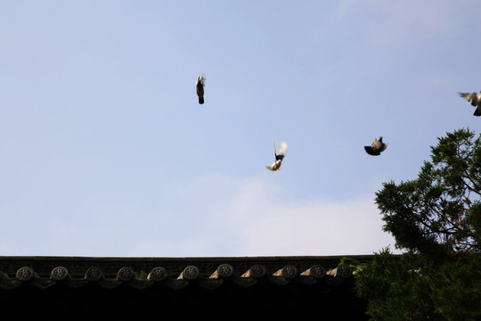 天空鴿子