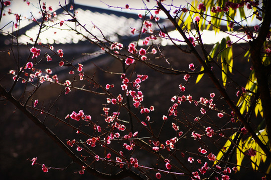 梅花