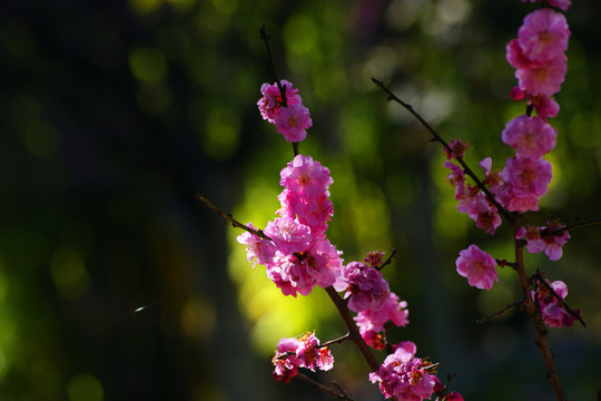 梅花