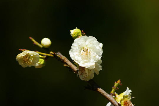梅花