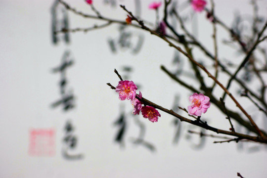 書法與梅花