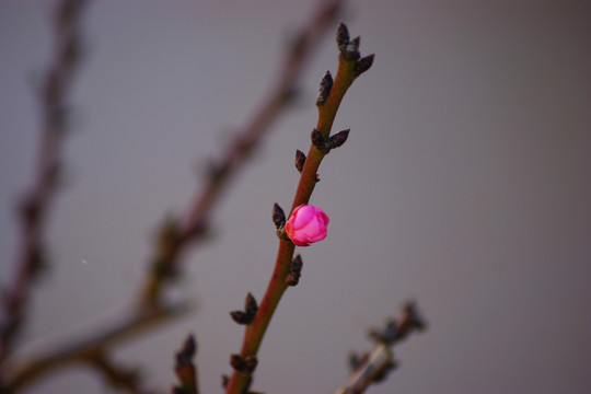 梅花