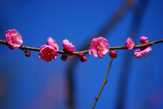 臘梅花