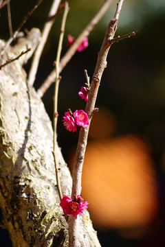 梅花