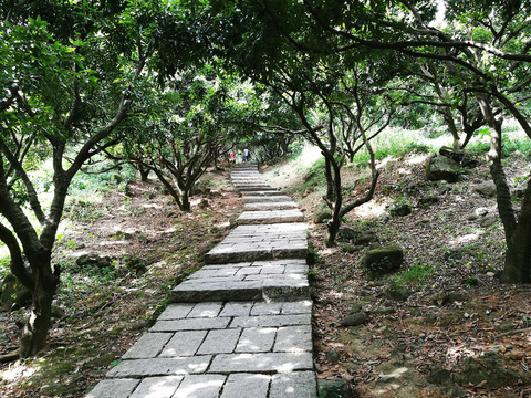 深圳塘朗山郊野公園風(fēng)景