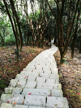 深圳塘朗山郊野公園風(fēng)景