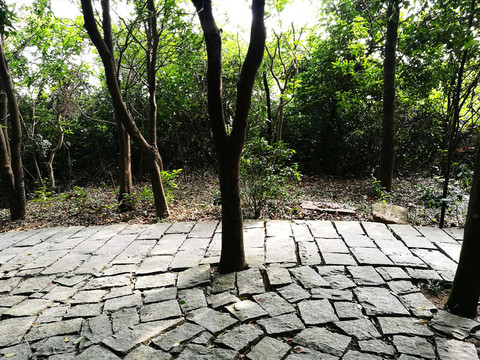 深圳塘朗山郊野公園