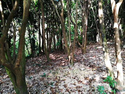 深圳塘朗山郊野公園