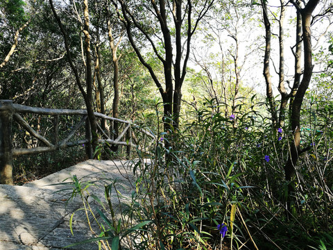 深圳塘朗山郊野公園